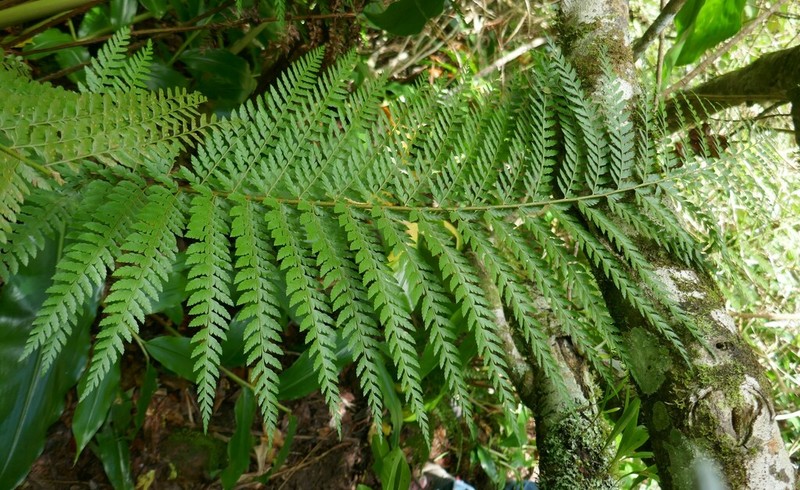 Polystichum ammifolium