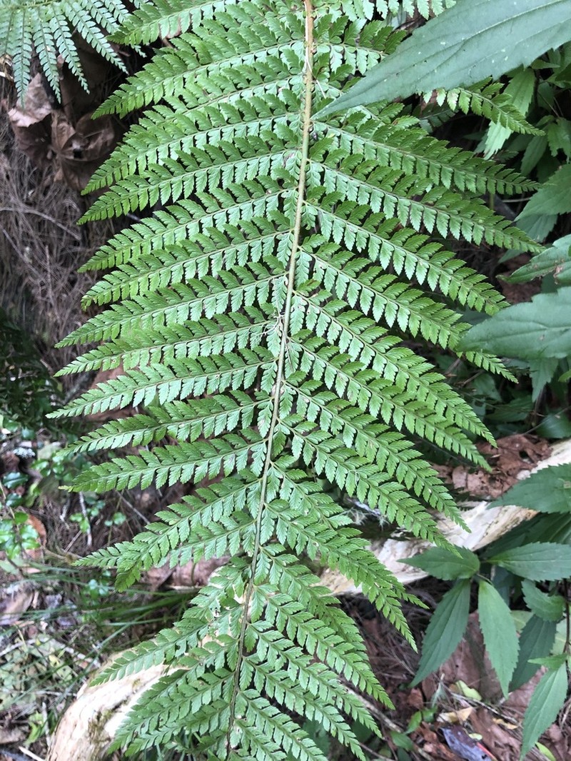 Polystichum ammifolium photo 2
