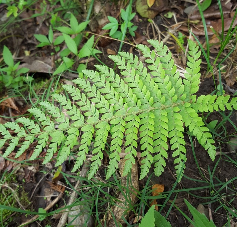 Polystichum ammifolium photo 3