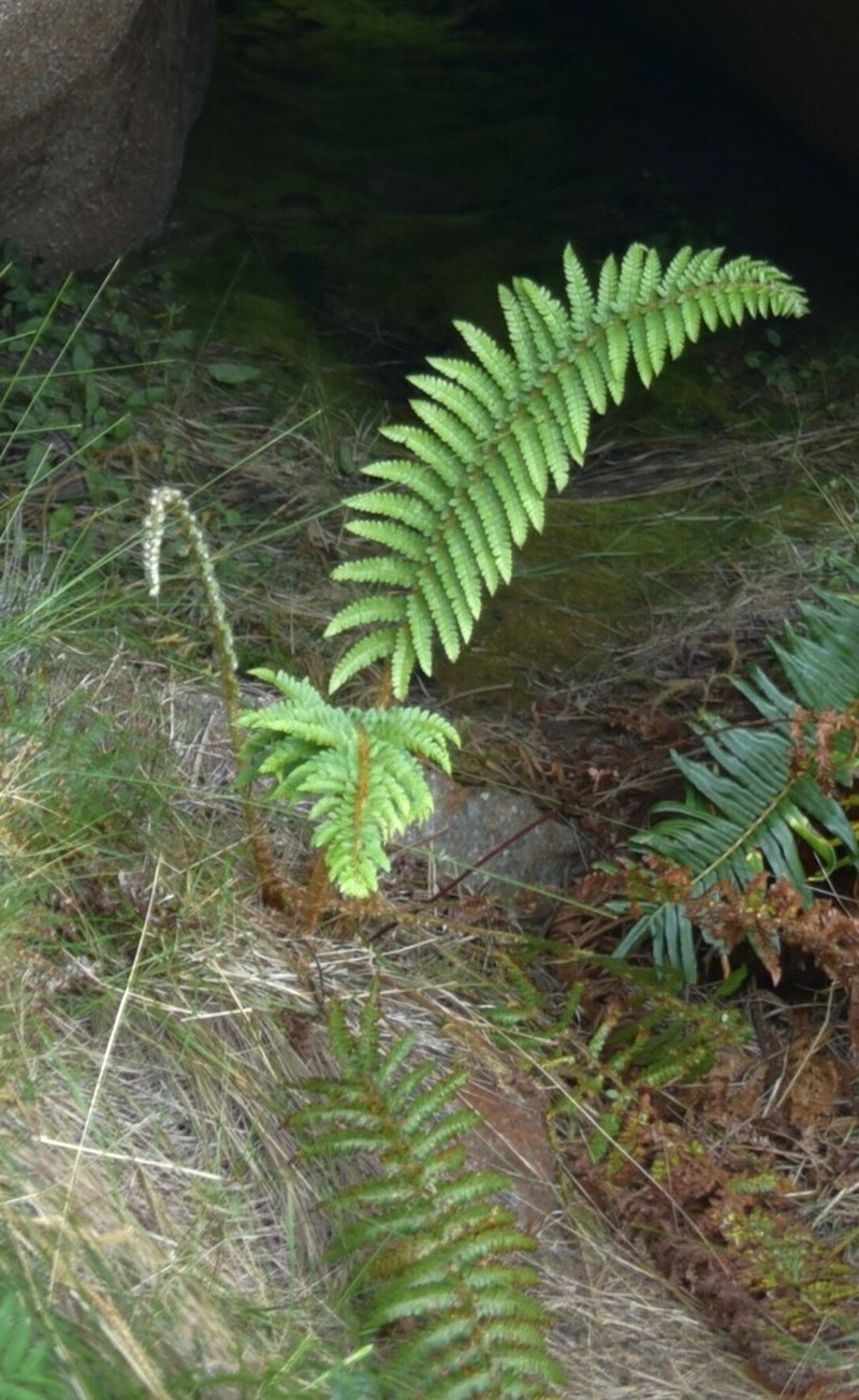 Polystichum ammifolium photo 4