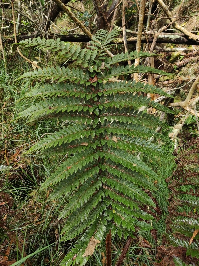 Polystichum ammifolium photo 5