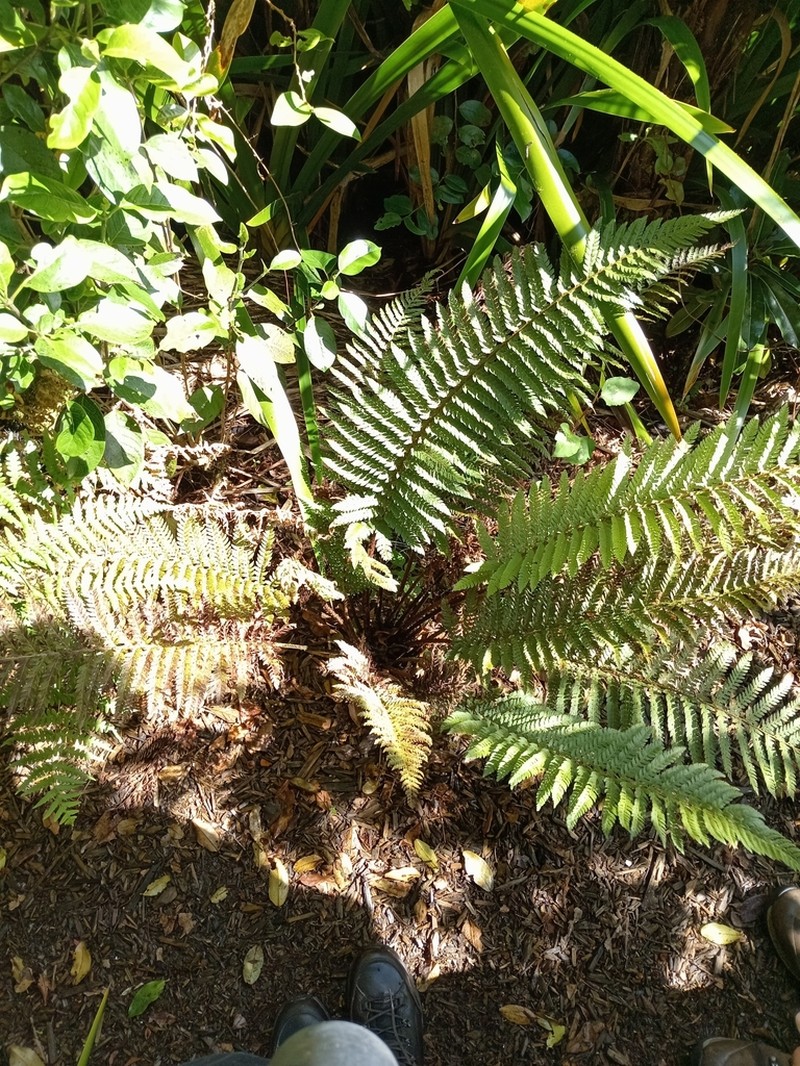 Polystichum ammifolium photo 6