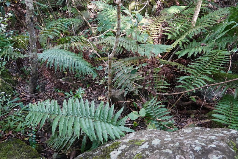 Polystichum ammifolium photo 7