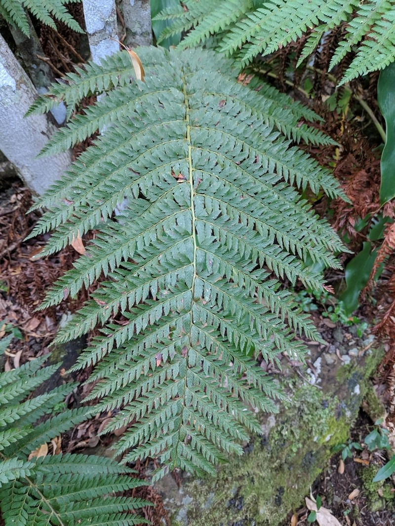 Polystichum ammifolium photo 8