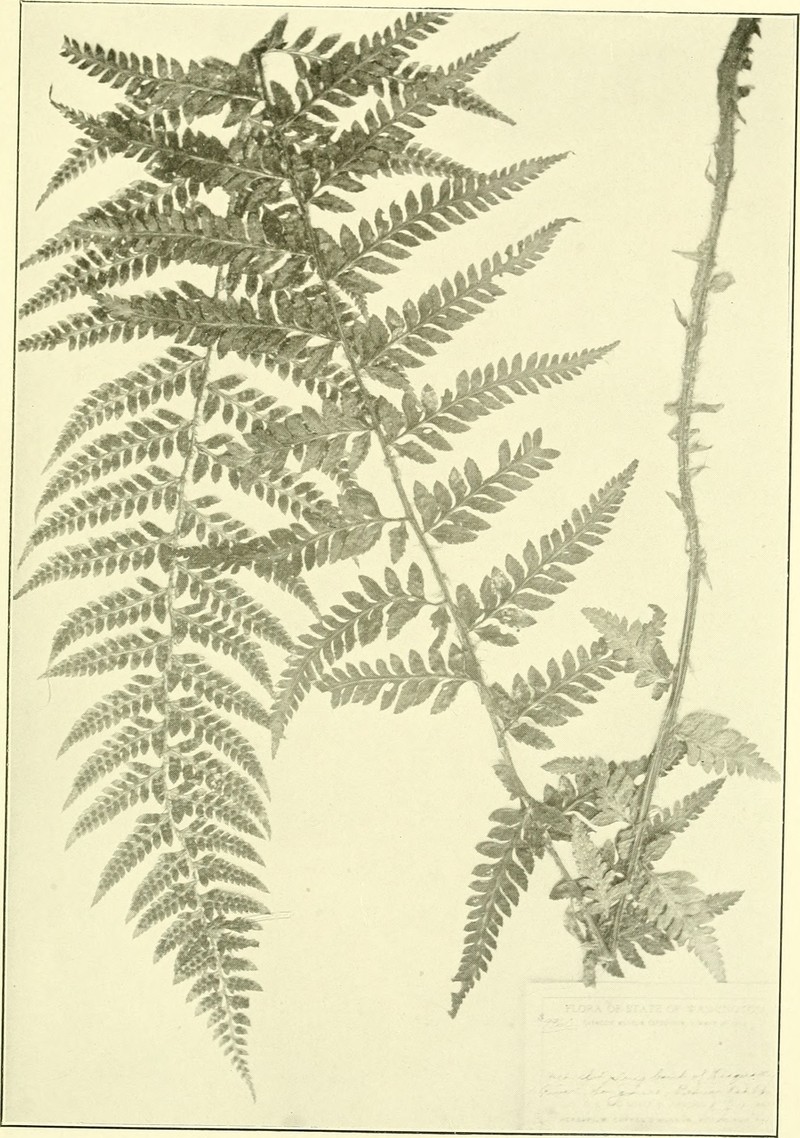 Anderson's Hollyfern photo 2
