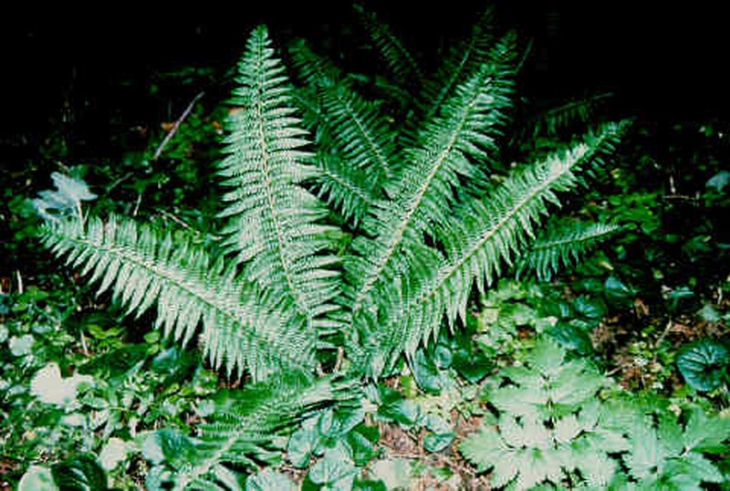 Anderson's Hollyfern photo 3