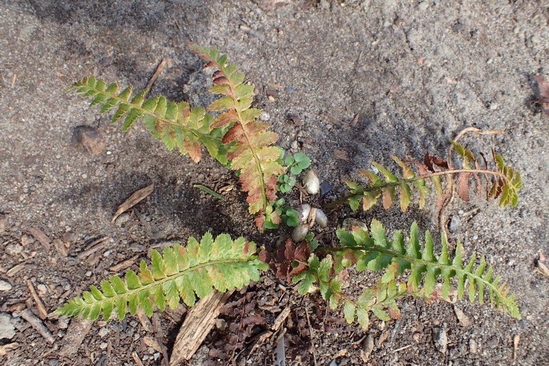 Anderson's Hollyfern photo 4