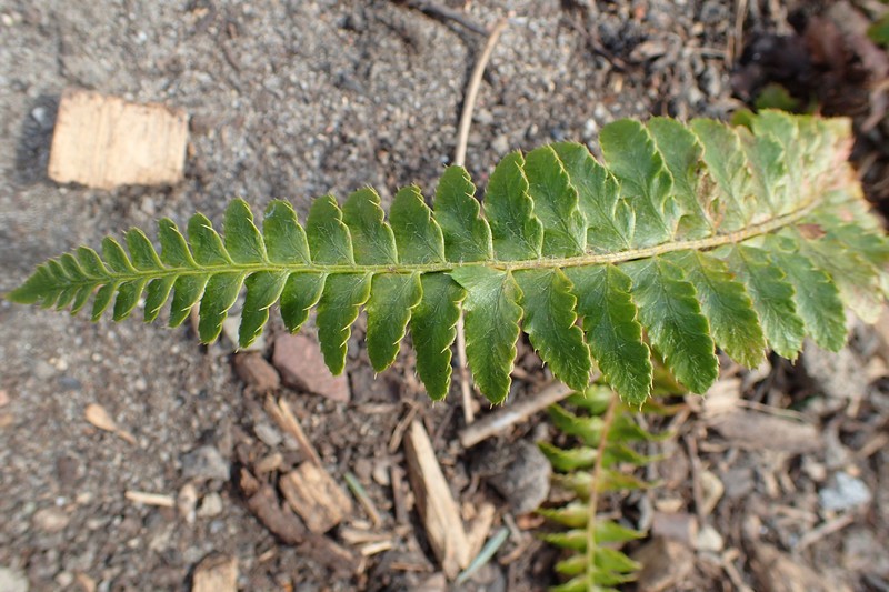 Anderson's Hollyfern