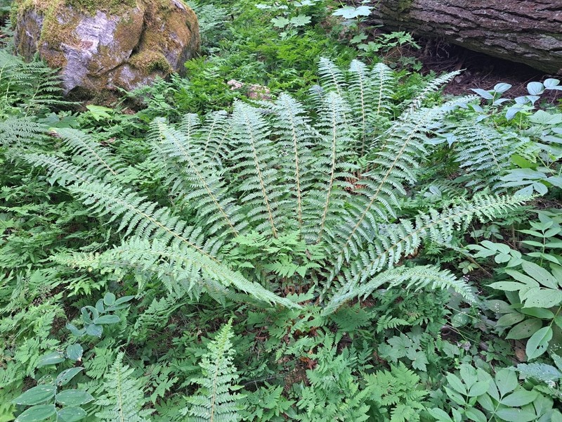 Anderson's Hollyfern