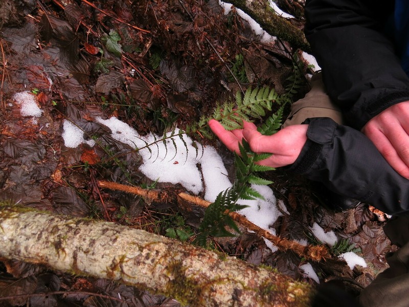 Anderson's Hollyfern photo 2