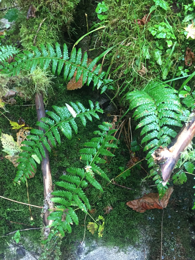 Anderson's Hollyfern photo 3