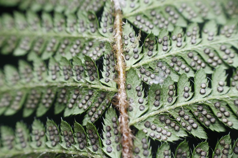 Anderson's Hollyfern photo 4