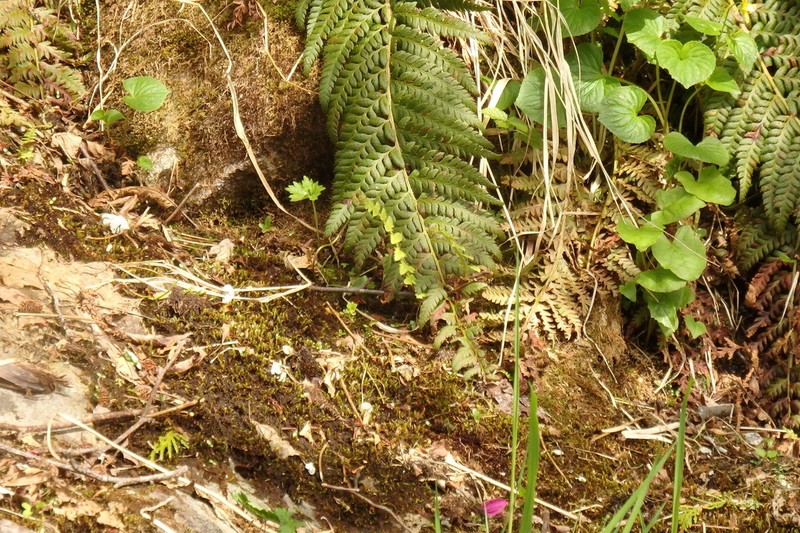 Anderson's Hollyfern photo 5