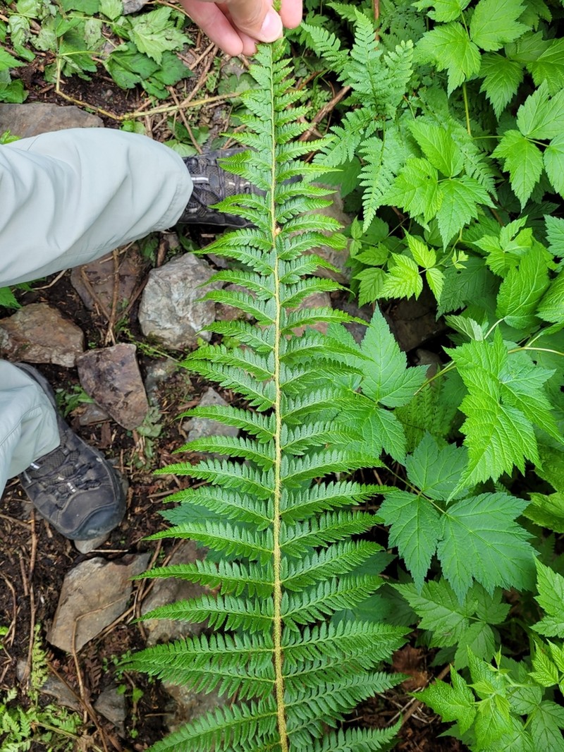 Anderson's Hollyfern photo 6