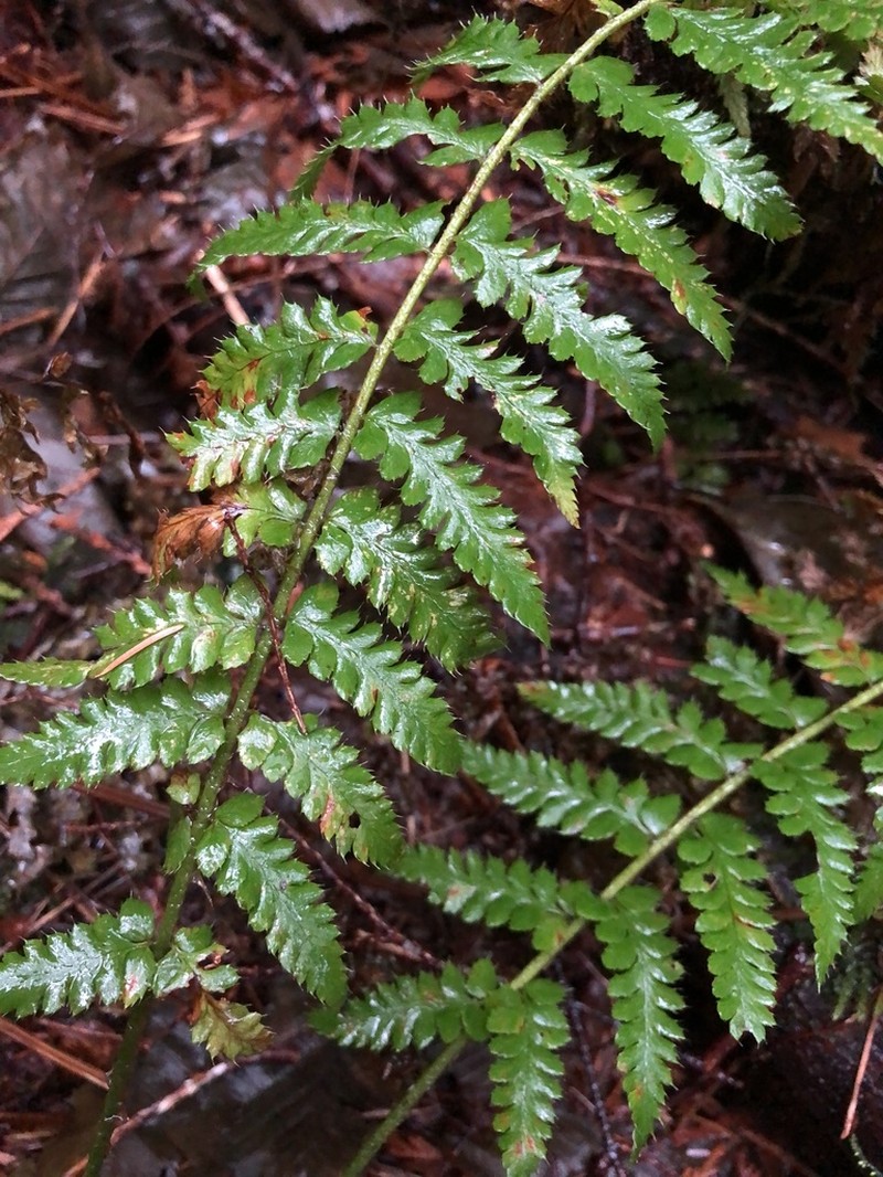 Anderson's Hollyfern photo 7