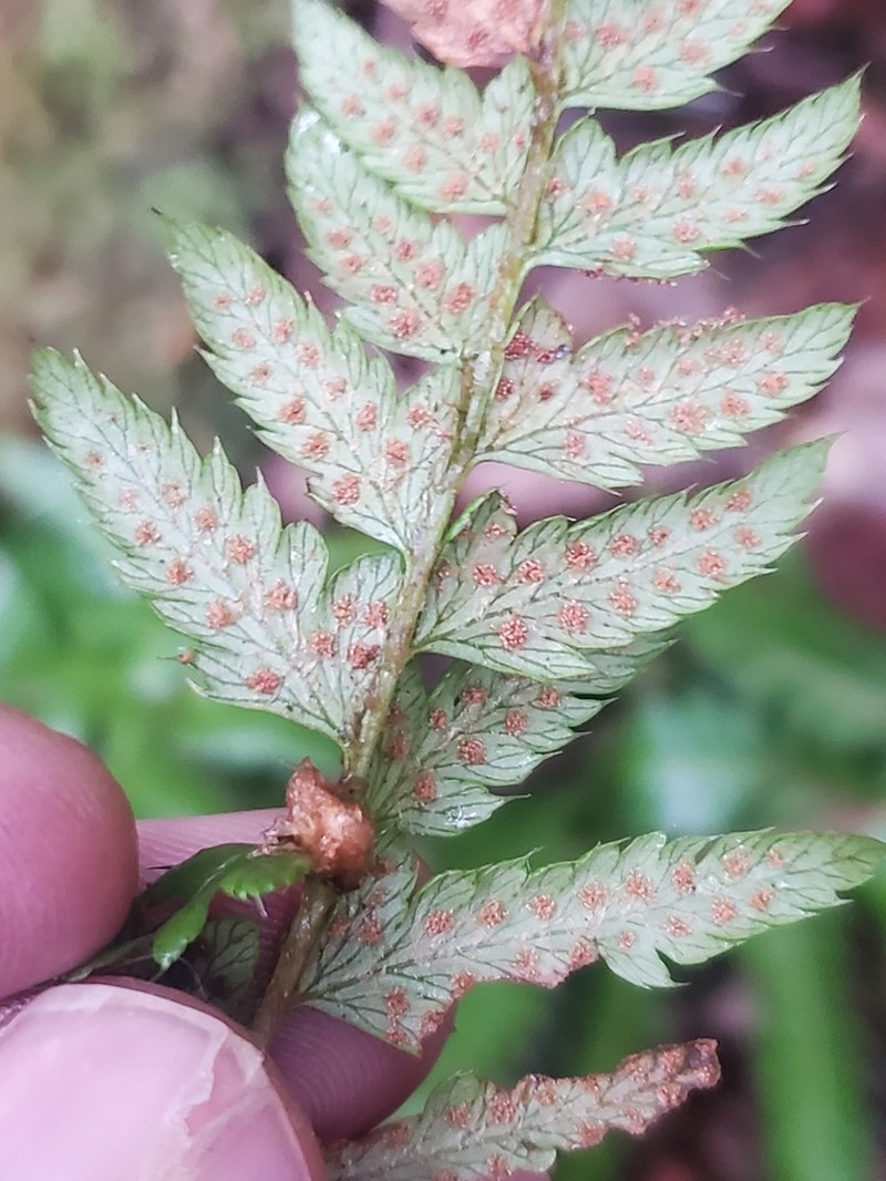 Anderson's Hollyfern photo 8
