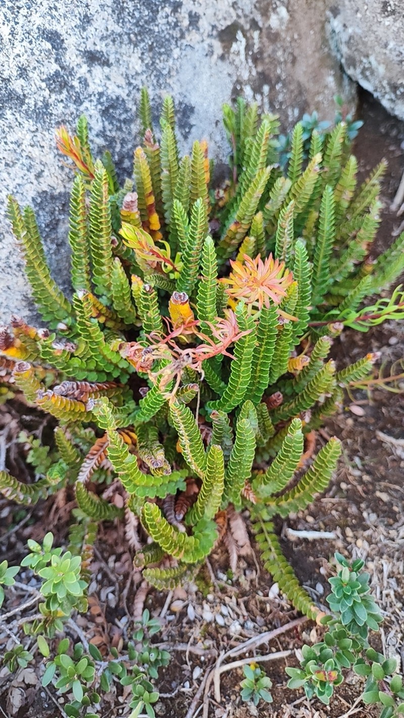 Polystichum andinum