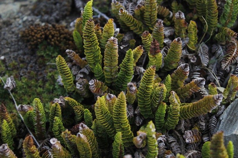 Polystichum andinum photo 2