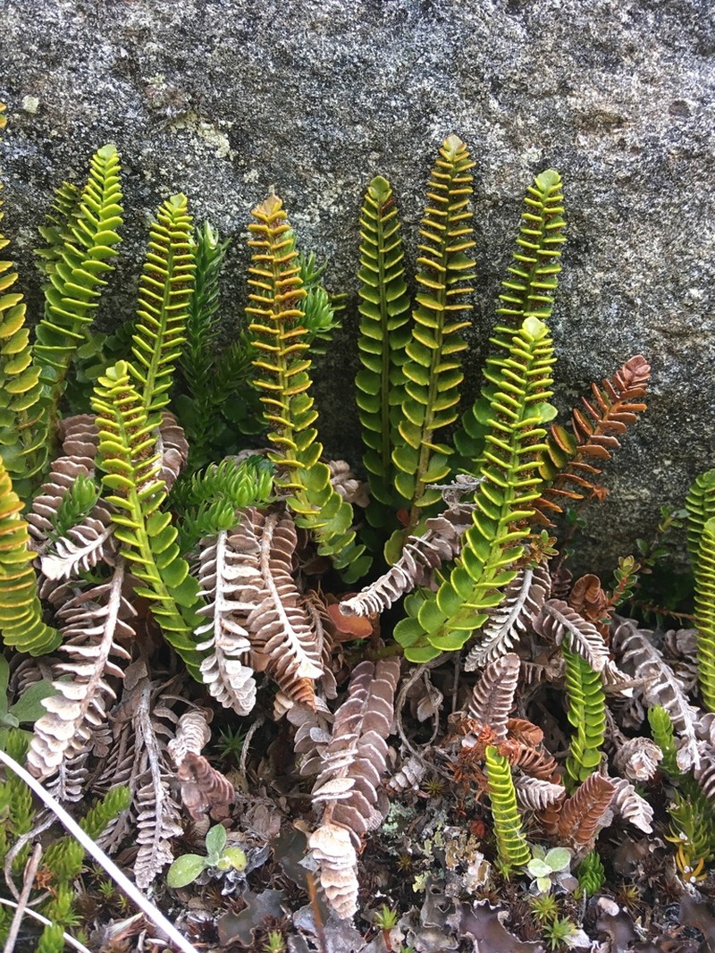 Polystichum andinum photo 3