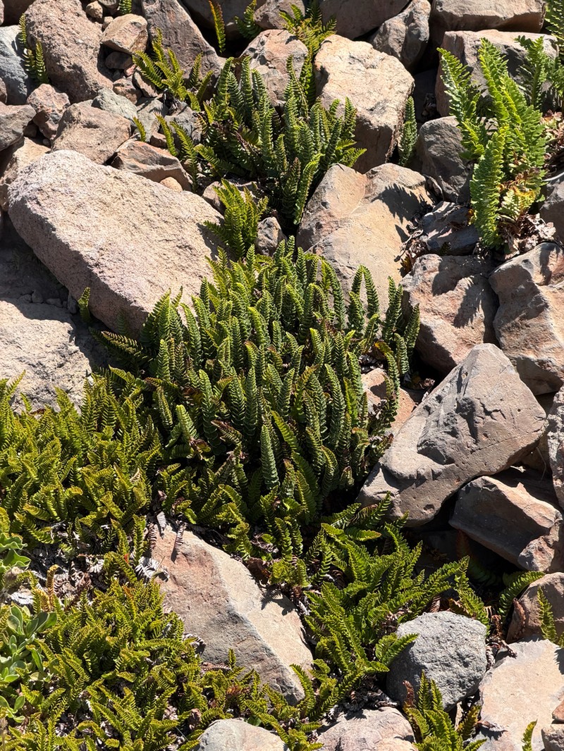 Polystichum andinum photo 4