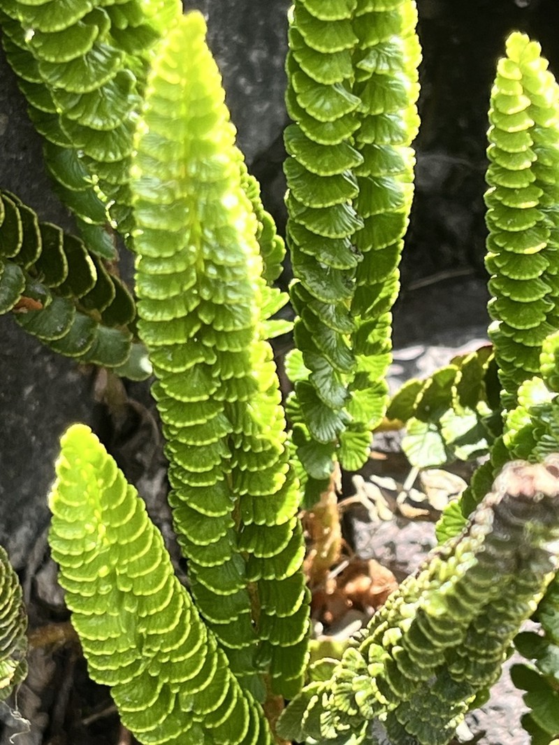 Polystichum andinum photo 5