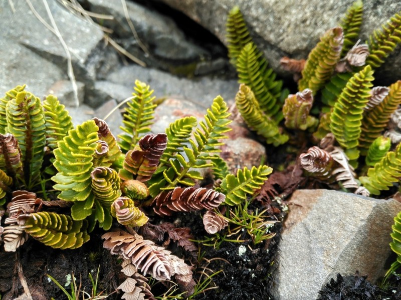 Polystichum andinum photo 6
