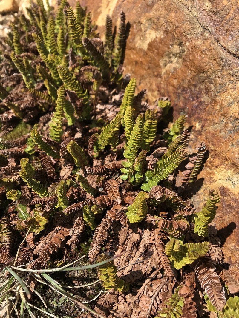 Polystichum andinum photo 7