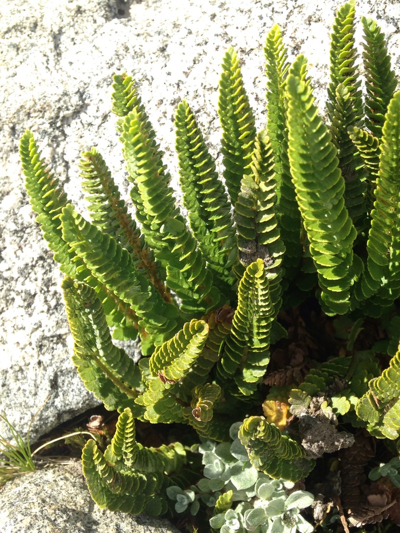 Polystichum andinum photo 8