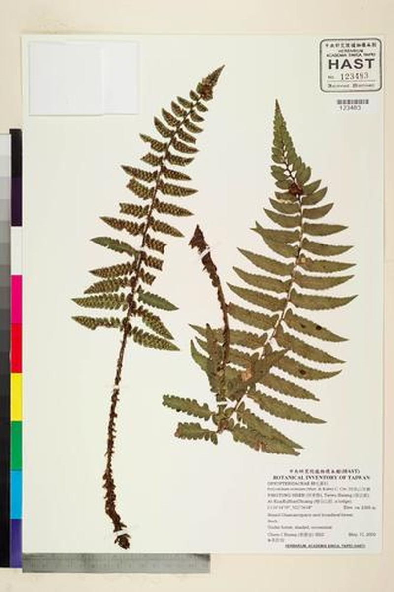 Polystichum anomalum photo 2