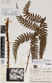 Polystichum anomalum