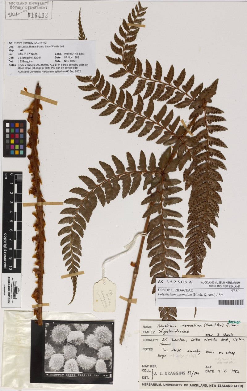Polystichum anomalum