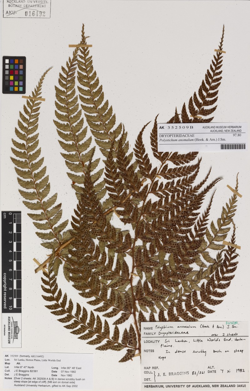 Polystichum anomalum photo 4