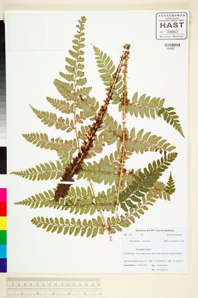 Polystichum anomalum subsp. anomalum photo 2