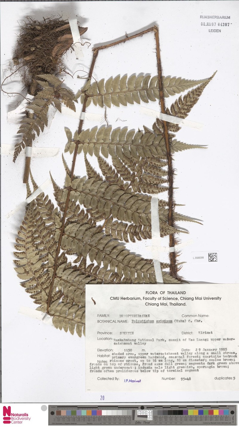 Polystichum anomalum subsp. anomalum photo 3