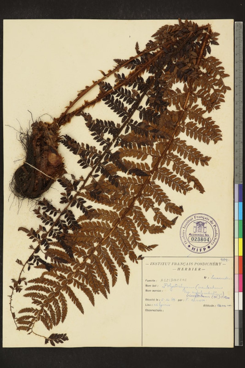 Polystichum anomalum subsp. travancoricum