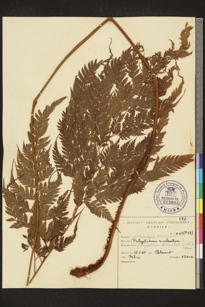 Polystichum anomalum subsp. travancoricum photo 2