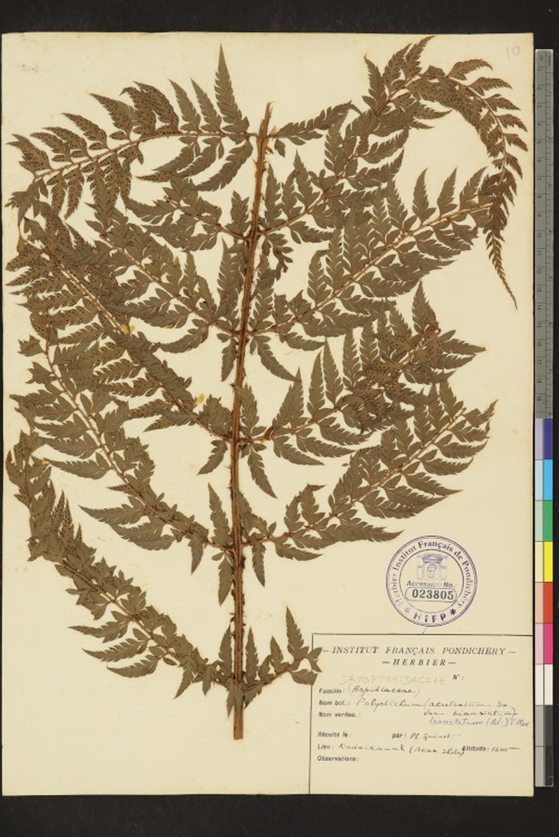 Polystichum anomalum subsp. travancoricum photo 3