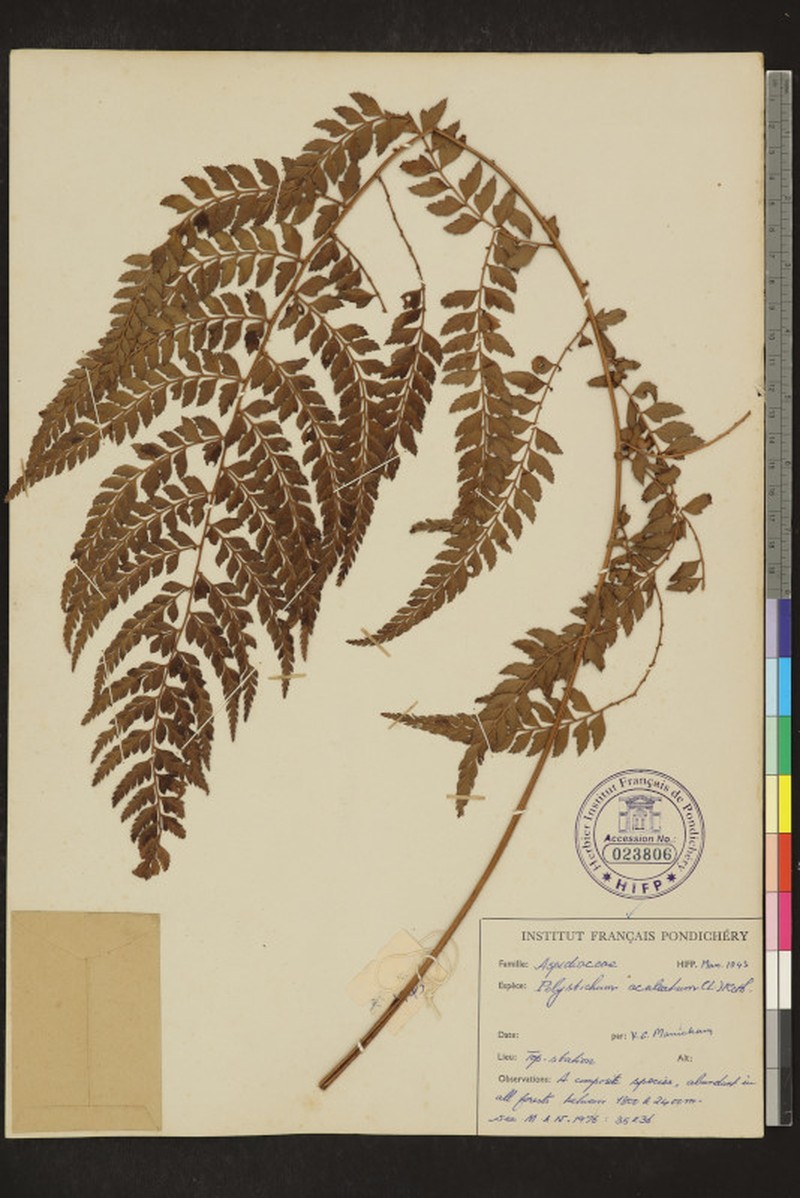 Polystichum anomalum subsp. travancoricum photo 4