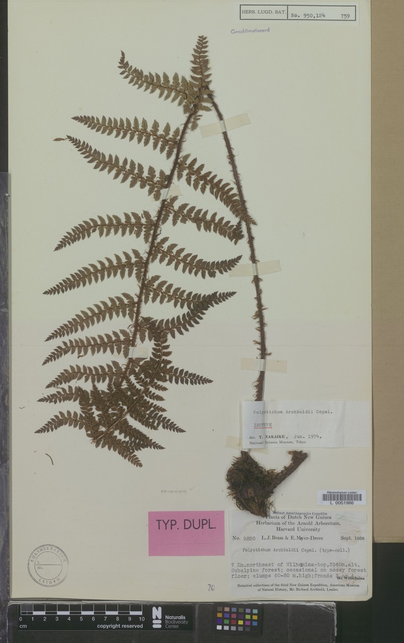 Polystichum archboldii photo 2