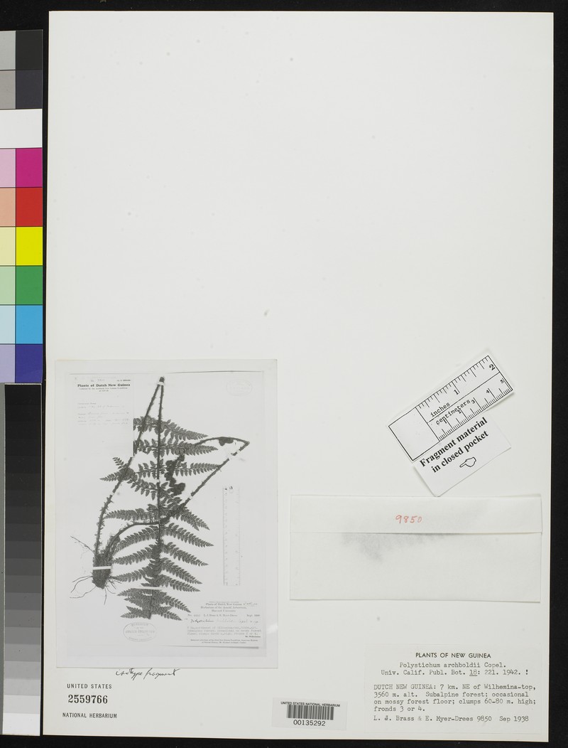 Polystichum archboldii