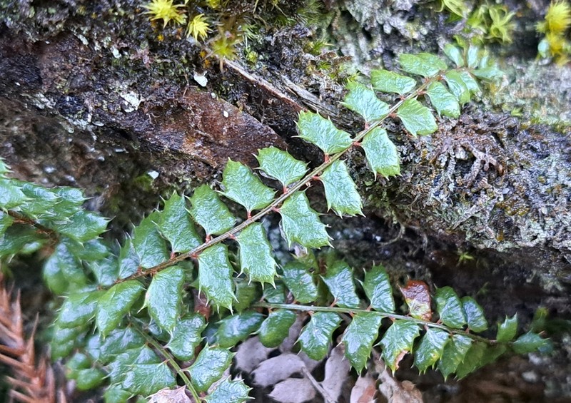 Polystichum atkinsonii