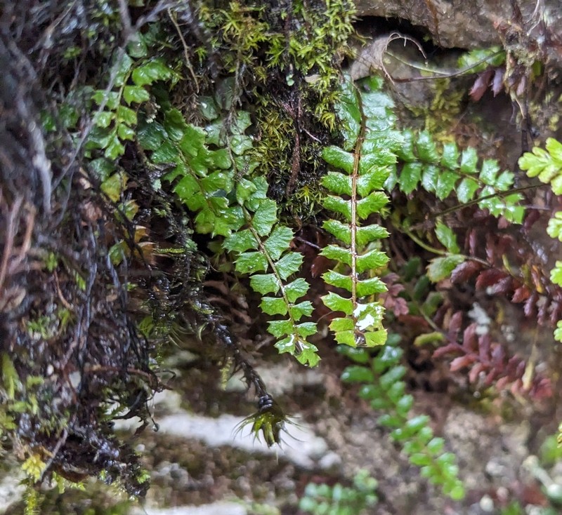 Polystichum atkinsonii photo 2