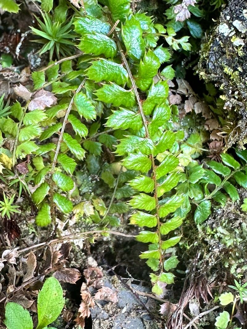 Polystichum atkinsonii photo 3