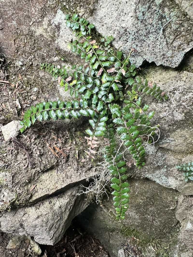 Polystichum atkinsonii photo 4