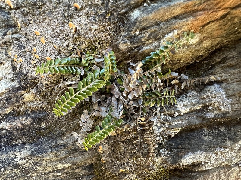 Polystichum atkinsonii photo 5
