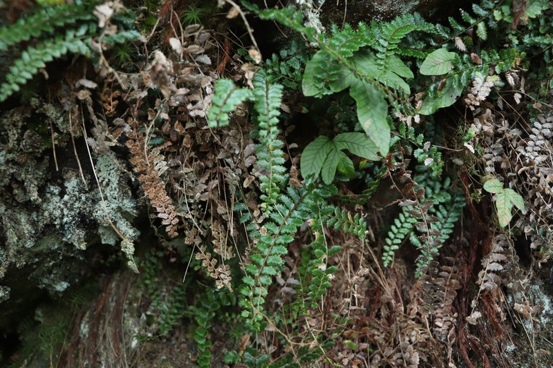 Polystichum atkinsonii photo 6