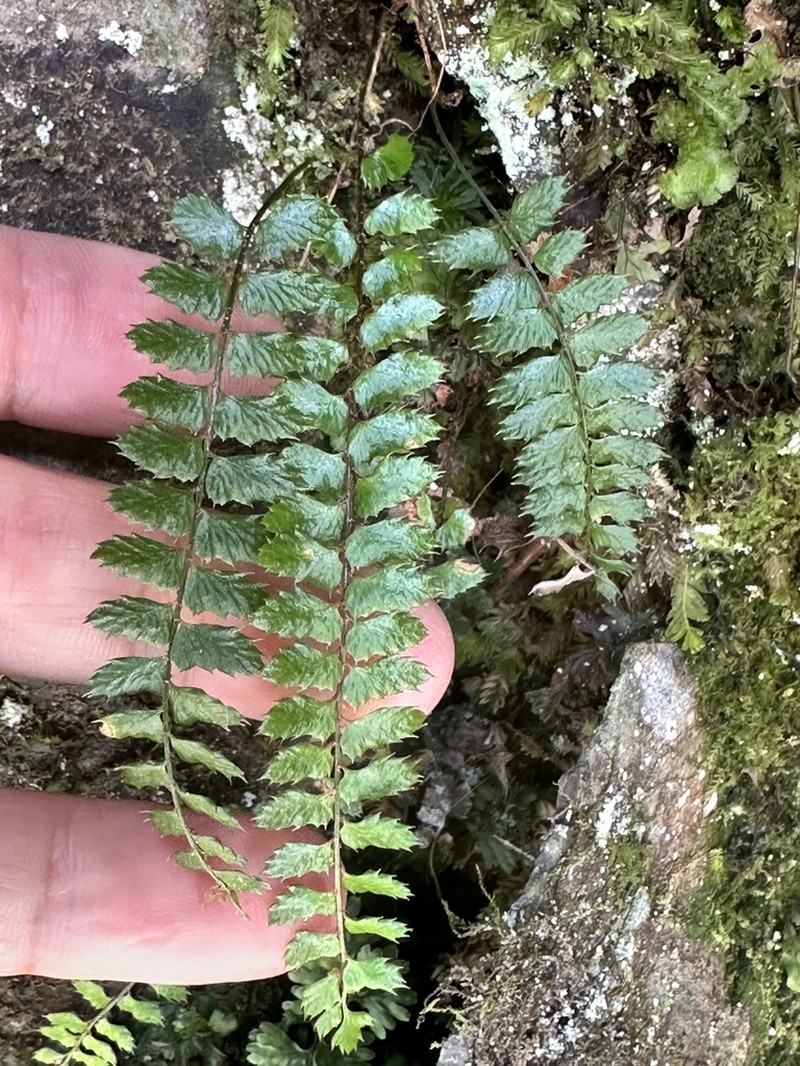 Polystichum atkinsonii photo 7