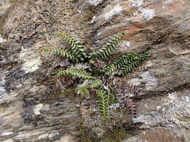 Polystichum atkinsonii photo 8