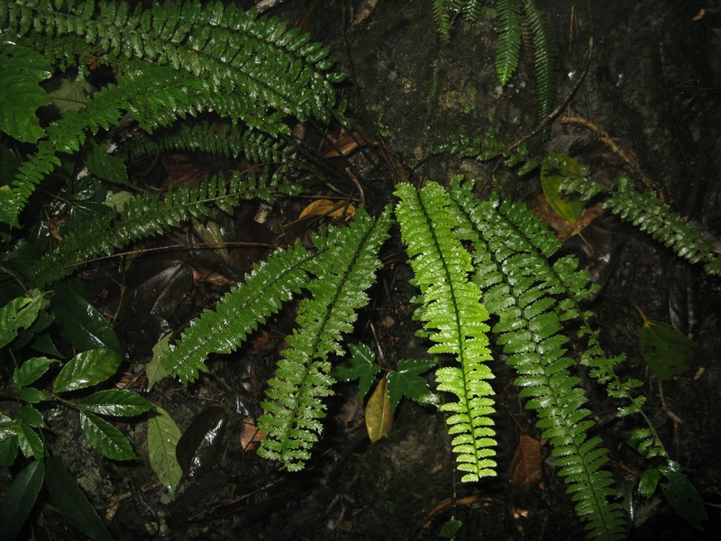 Polystichum auriculum photo 2