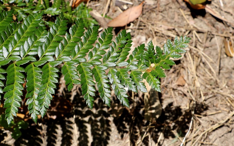 Polystichum australiense